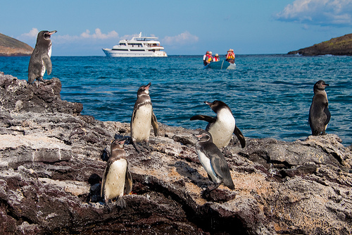Pinguins Andean Travel