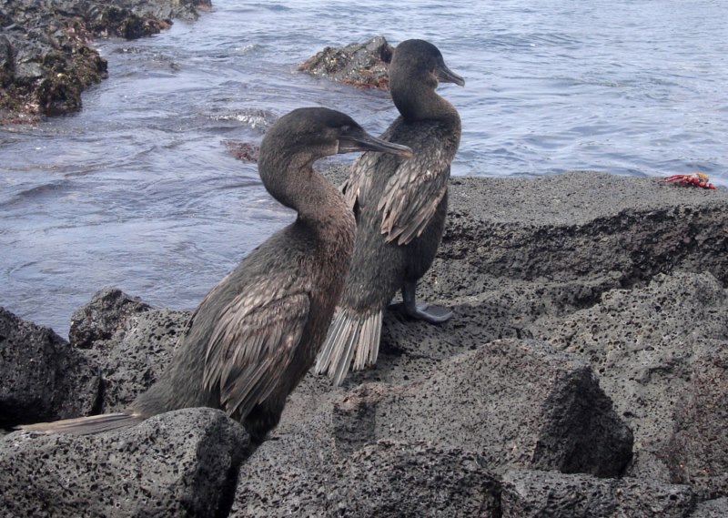 cormoran aptère galapagos