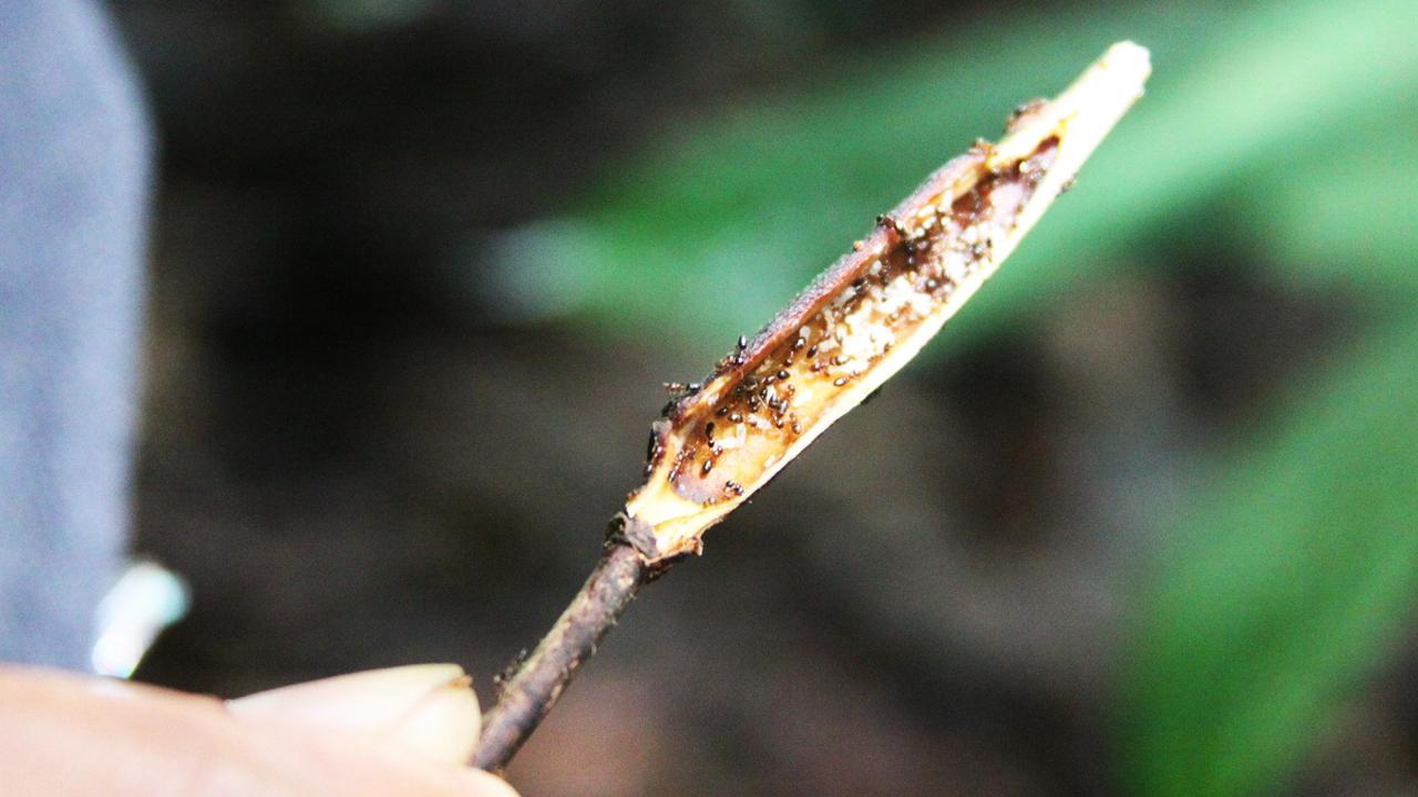 fourmis citrons Equateur