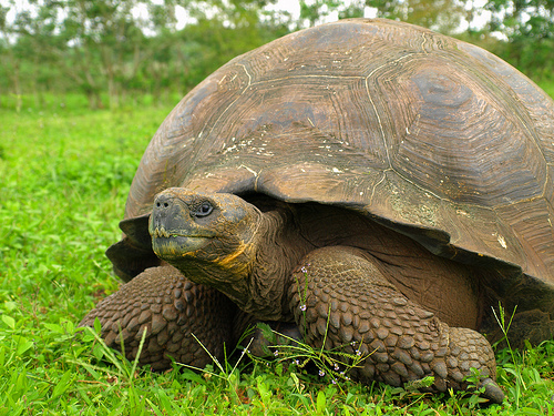 tortue géante galapagos