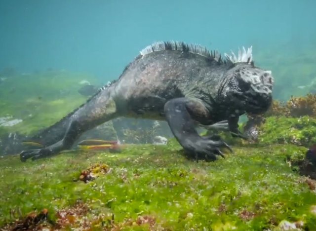 iguane marin galapagos