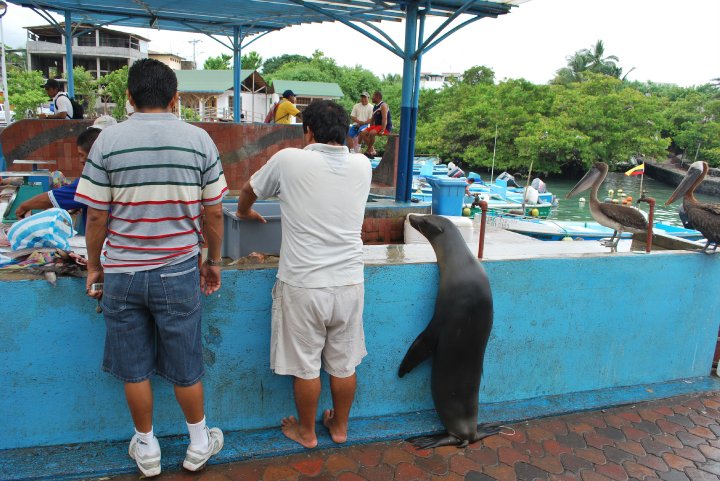 otarie galapagos