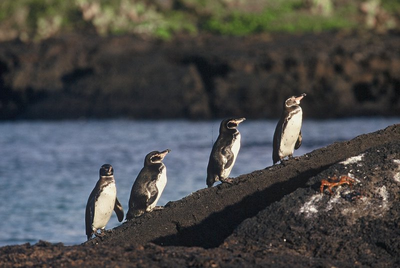 Manchot des Galapagos Spheniscus mendiculus Galapagos Penguin
