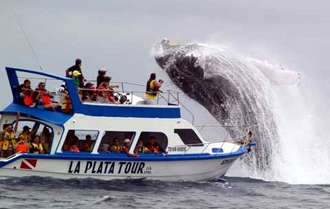 baleines-equateur