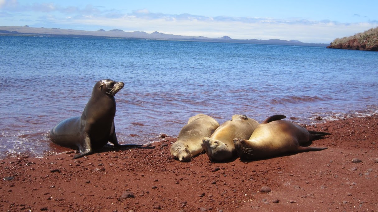 Galapagos-Equateur-rêve-croisière 1