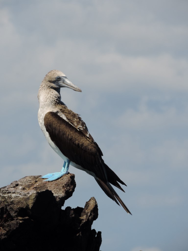 croisiere galapagos eco-galaxy 7