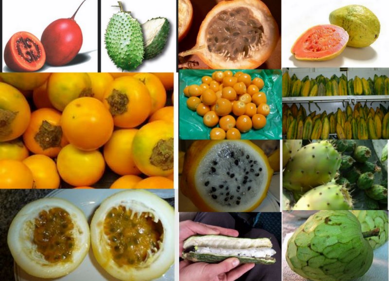 fruits exotiques d'Equateur