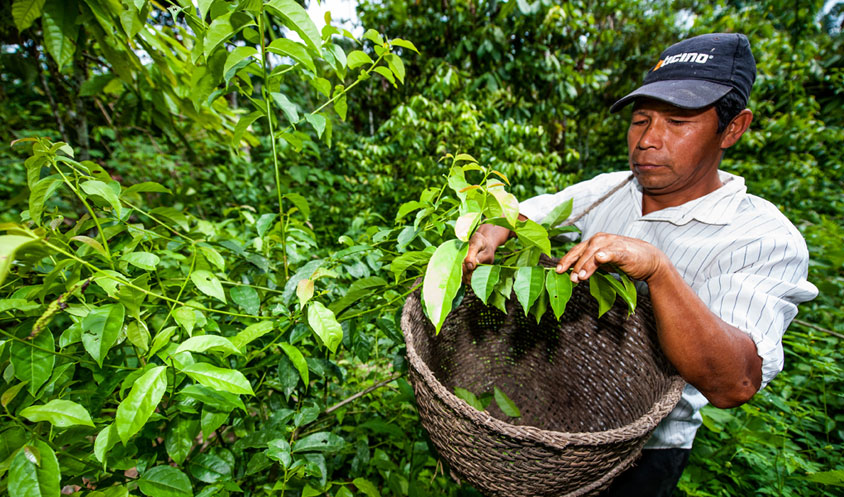 récolte de la Guayusa