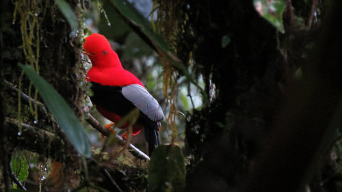 coq de roche peruvien