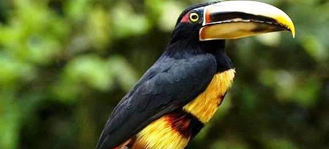 toucan