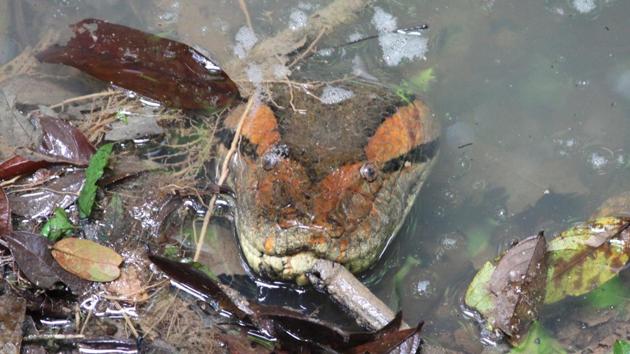 anacondas Equateur