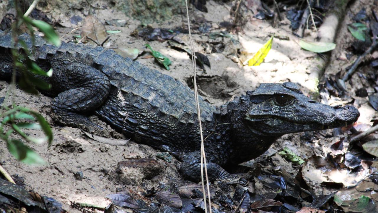 caimans