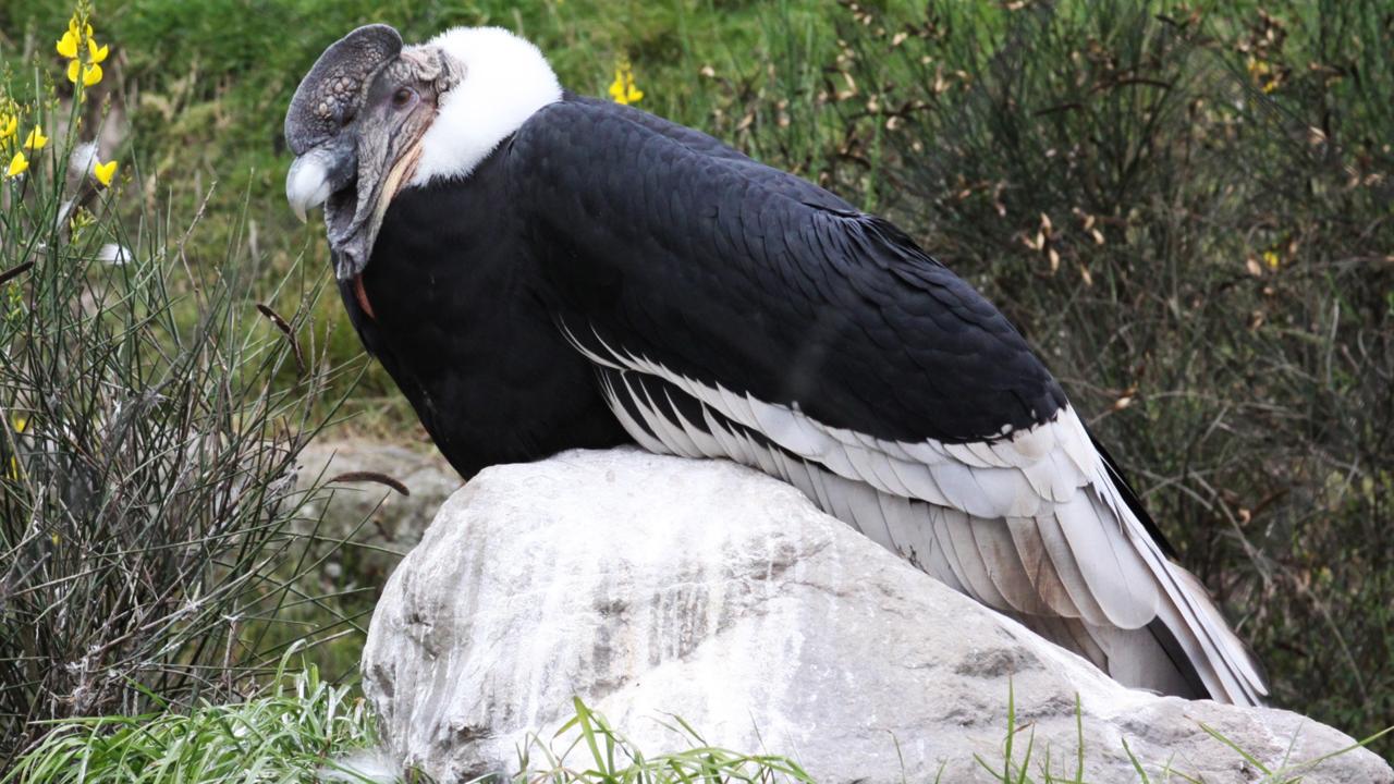 condors equateur