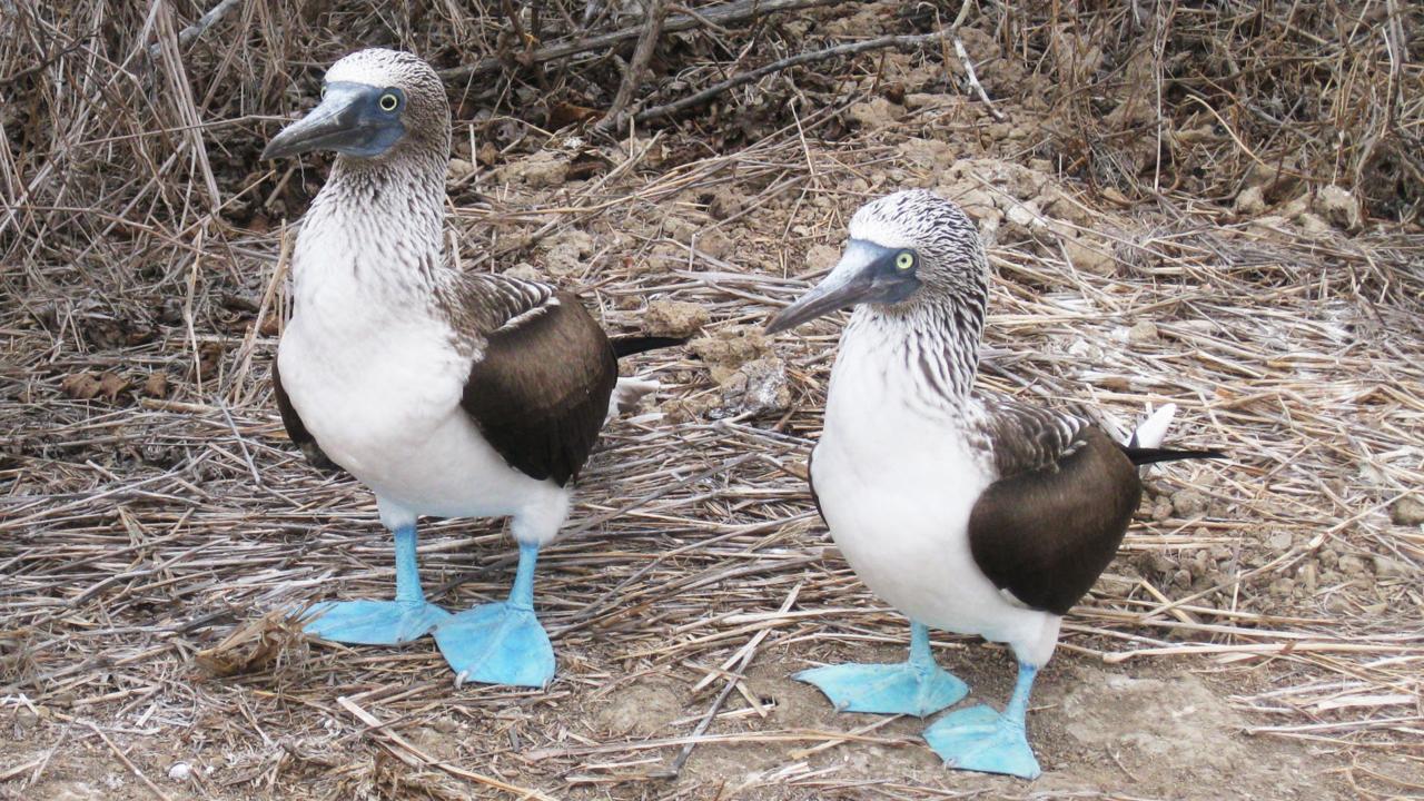 fous à pattes bleues