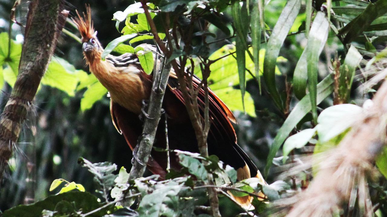 hoatzin Equateur