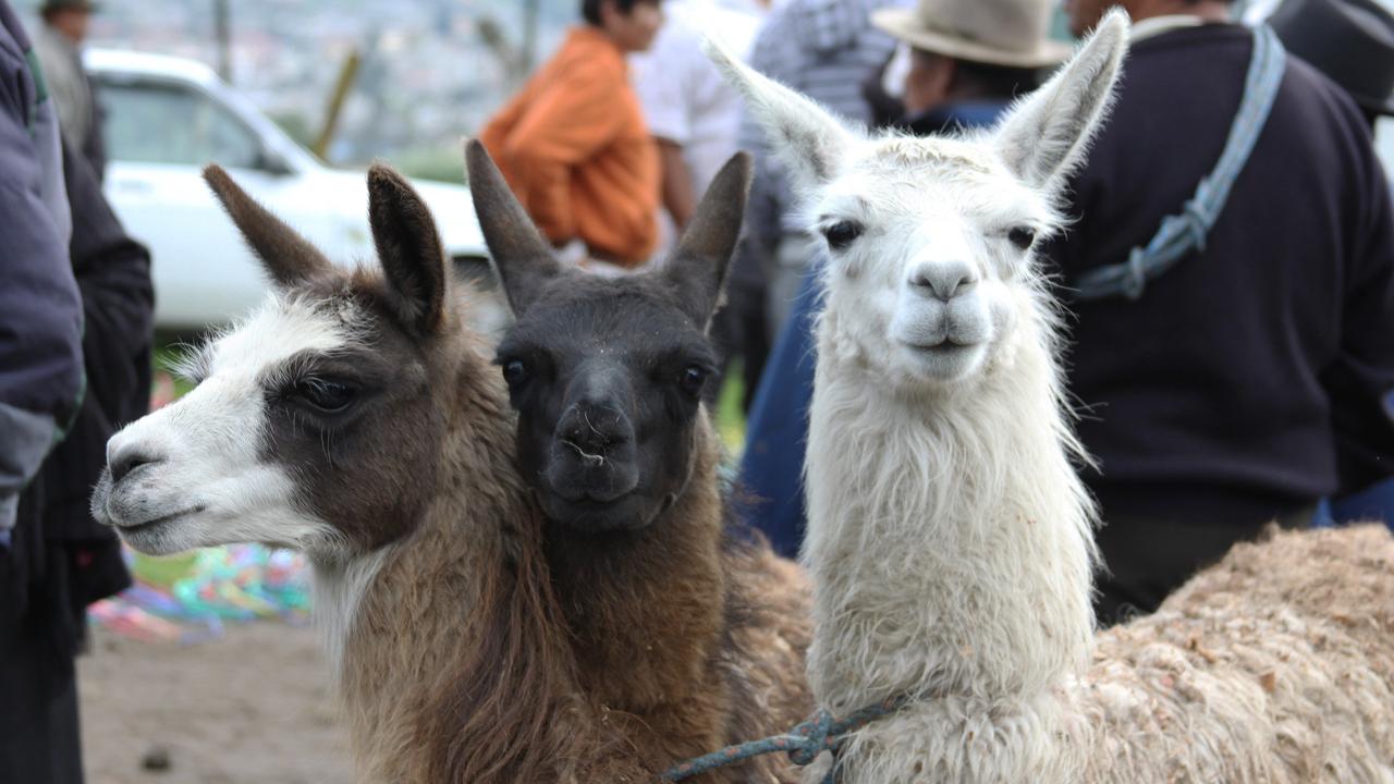 lamas